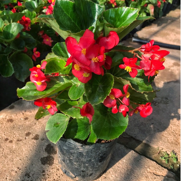 Cây hoa thu hải đường trồng bịch đen cây từ 20-50cm, trang trí không gian sân vườn tiểu cảnh