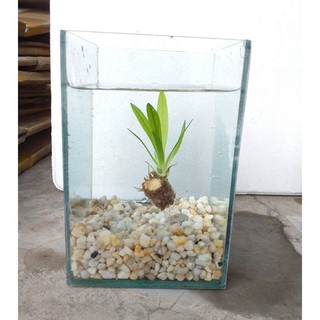 1kg sỏi trang trí bể cá