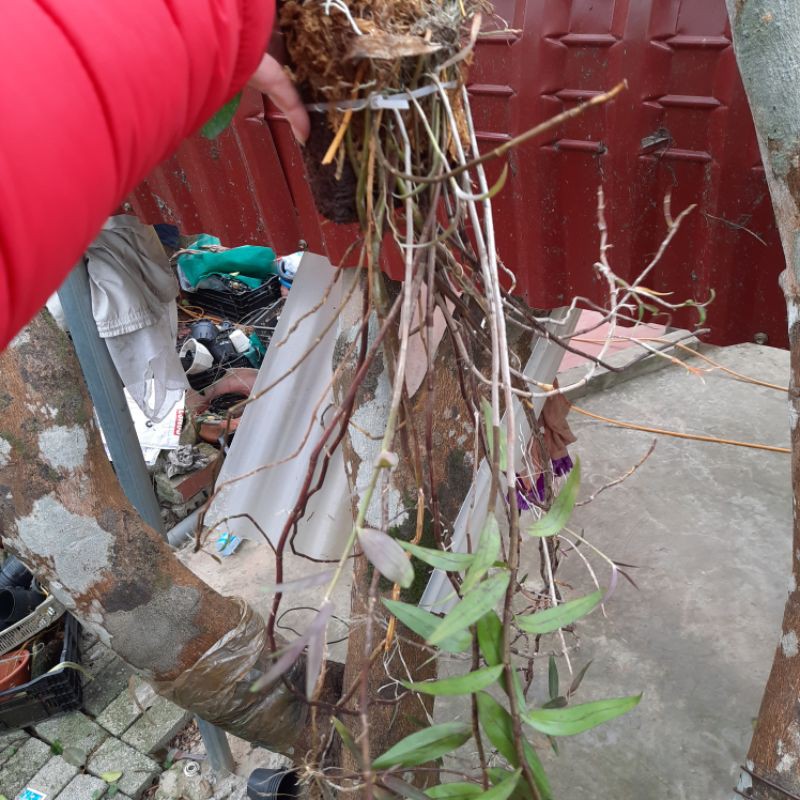 Hoa phong lan hoàng thảo hương vani