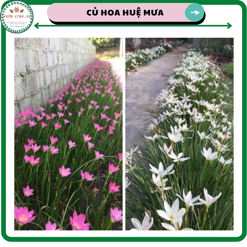 Củ giống hoa tóc tiên, huệ mưa (rain lyly), túi 1kg tầm 80 - 100 củ