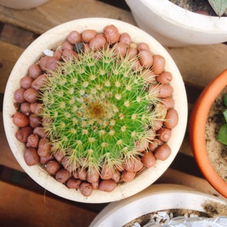 Xương rồng size 10cm