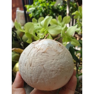 Dừa tươi gọt sạch vỏ Bến Tre.