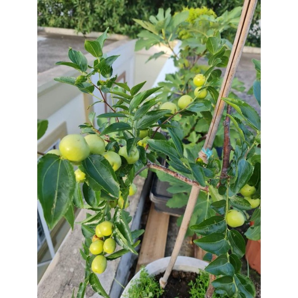 Giống Táo Tàu trồng chậu 6 tháng cho trái