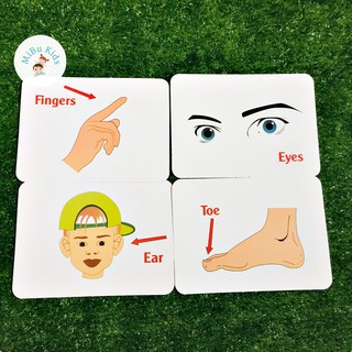 Flashcard Glenn Doman - Bộ Phận Cơ Thể