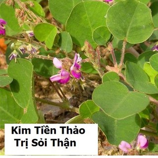 Hạt giống Kim tiền thảo - cây dược liệu - 50 hạt - HG1