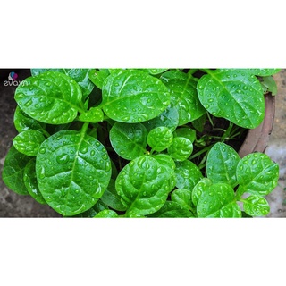 Hạt Giống RAU MỒNG TƠI LÁ TO (15 Gr)