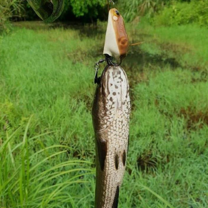 Mồi Câu Lure Frog Toon V1 V2 V3 V4 Thái Lan Chuyên Câu Lure Siêu Nhậy MG10 đồ câu FISHING_HD