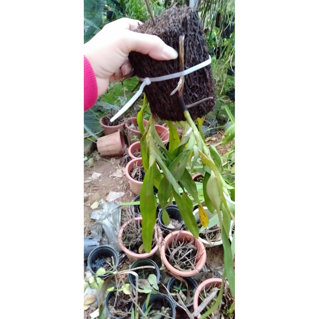 Hoa phong lan tam bảo sắc