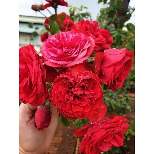 🍀🍀cây hoa Hồng Red Apple rose nguyên bản