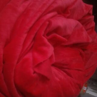 Vải Nhung lì màu đỏ cờ 200k =2.kg