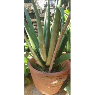 Cây mẹ nha đam mỹ _ giống cỡ bự (40cm~)