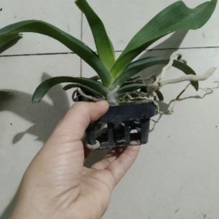 Ngọc điểm size lỡ hoa tết