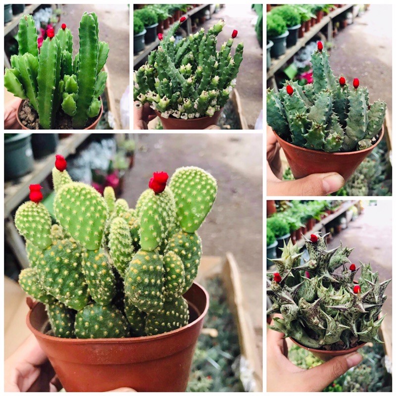 XƯƠNG RỒNG TAI THỎ, XƯƠNG RỒNG SAO BIỂN, GREEN GARDEN CÂY ĐỂ BÀN HÚT TIA ĐIỆN TỬ