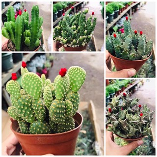 [FREESHIP] XƯƠNG RỒNG TAI THỎ, XƯƠNG RỒNG SAO BIỂN, GREEN GARDEN CÂY ĐỂ BÀN HÚT TIA ĐIỆN TỬ