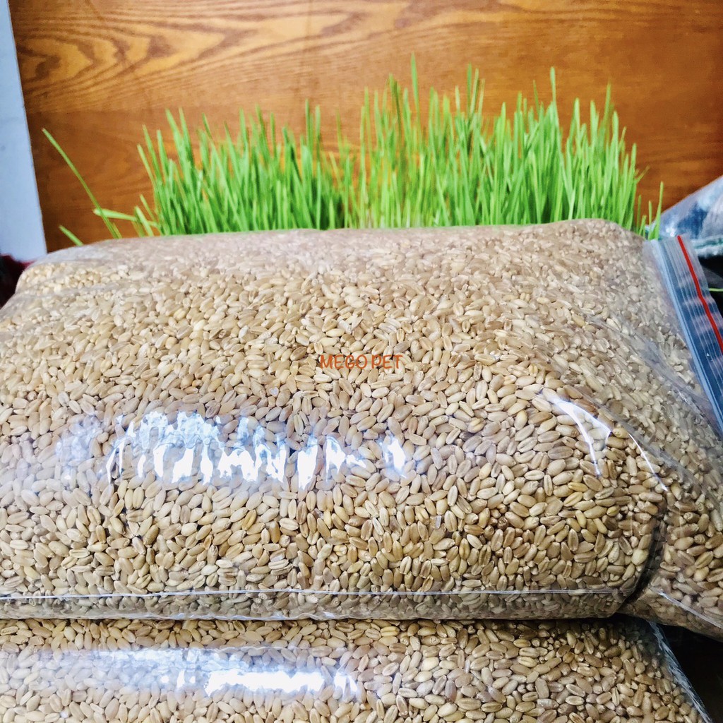 Hạt Giống Cỏ Lúa Mì Cho Chó Mèo Thỏ Hamster