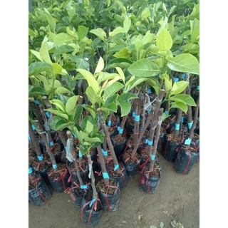 2 CÂY MÍT TỐ NỮ