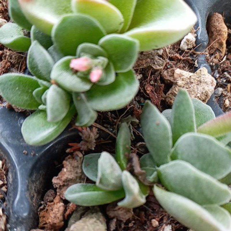Cây sen đá sen crassula tứ diện