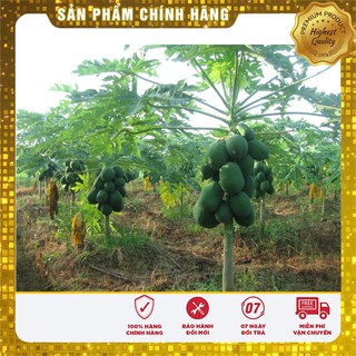 Hạt giống Đu Đủ Lùn 5 Hạt [Bán Sỉ]
