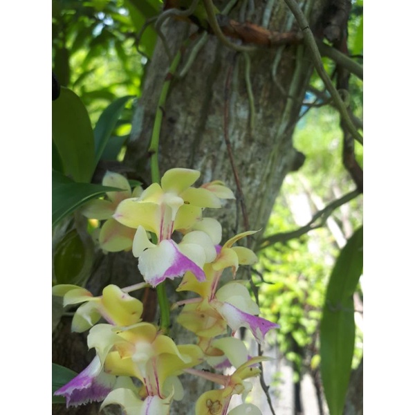 Phong lan Tam Bảo Sắc