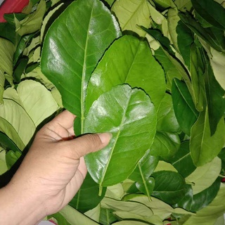 1 kg lá Bưởi tươi, đóng gói hút ẩm, đảm bảo tươi nguyên
