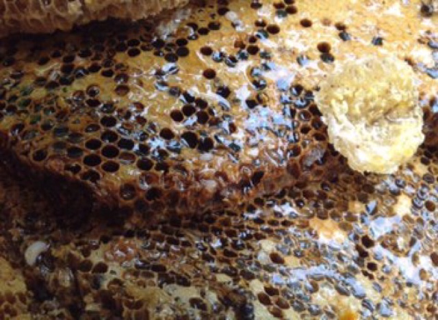 Mật ong rừng - Mật ong ruồi Đà Bắc nguyên chất 1 lít