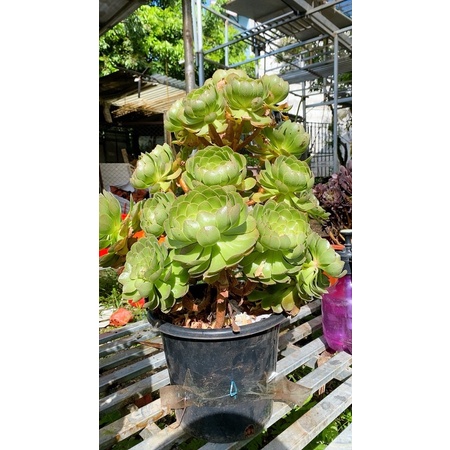 Sen đá Aeo chậu lớn
