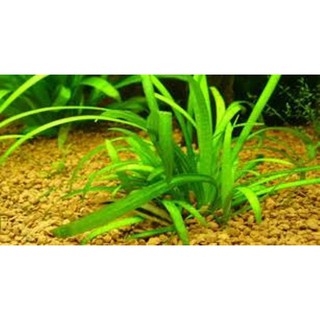 Cây thủy sinh CỎ THÌA lá nước