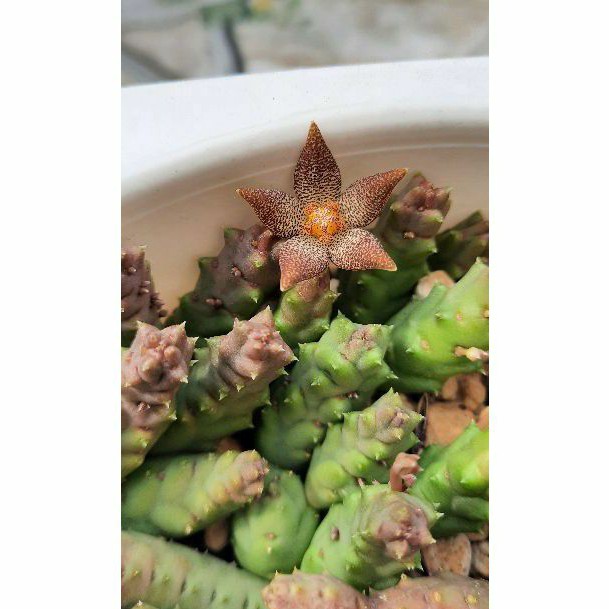 Sao biển Piaranthus Geminatus var. Foetidus