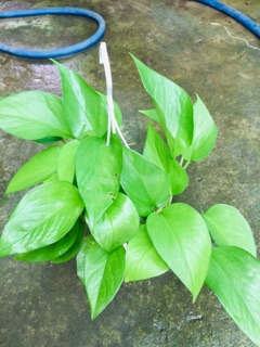 TRẦU BÀ THÁI XANH