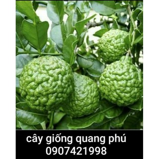 BẦU ĐẤT  CHANH CHÚC (LÁ HẤP GÀ,TRÁI UỐNG THANH NHIỆT )