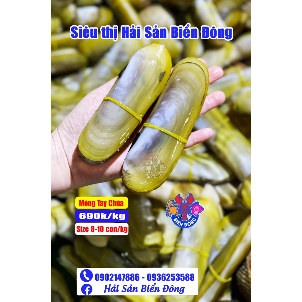 MÓNG TAY CHÚA sống đang bơi loại 100 con/kg có hỗ trợ sơ chế, sản phẩm của Hải Sản Biển Đông ở Hà Nội
