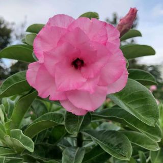 Hoa sứ Kỳ Duyên