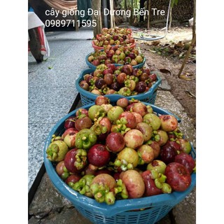 Cây măng cụt Bến Tre