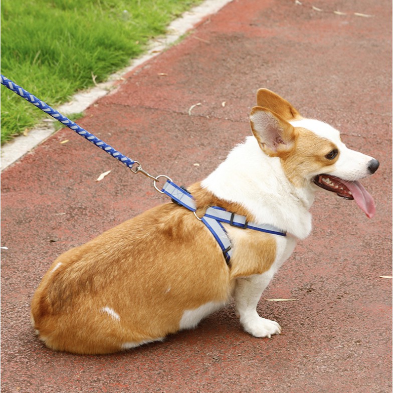 Dây dắt chó mèo lớn phản quang đi dạo 1.5cm 7kg 15kg, phụ kiện dẫn thú cưng Con Mèo Xiêm