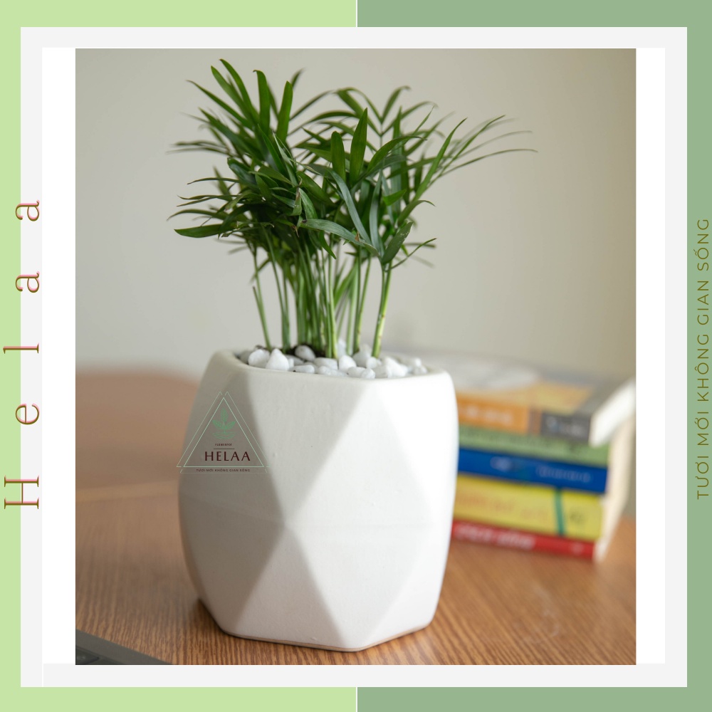 Chậu Sứ Trồng Cây Kim Cương Để Bàn, Chậu Trồng Sen Đá, Xương Rồng, Trang Trí Bàn Làm Việc Văn Phòng