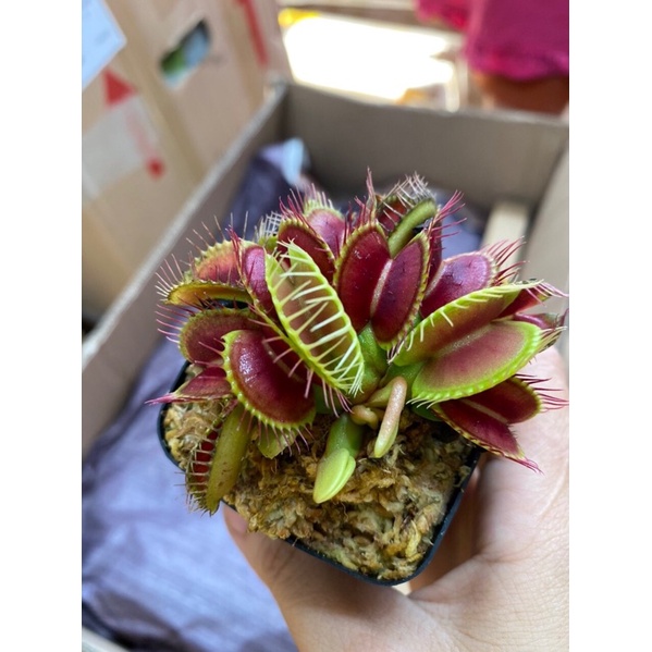 Cây bắt mồi bẫy kẹp venus flytrap cây khoẻ đẹp