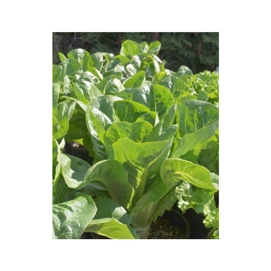 [GIÁ GỐC] Hạt giống xà lách ROMAIN - 0.2 gram