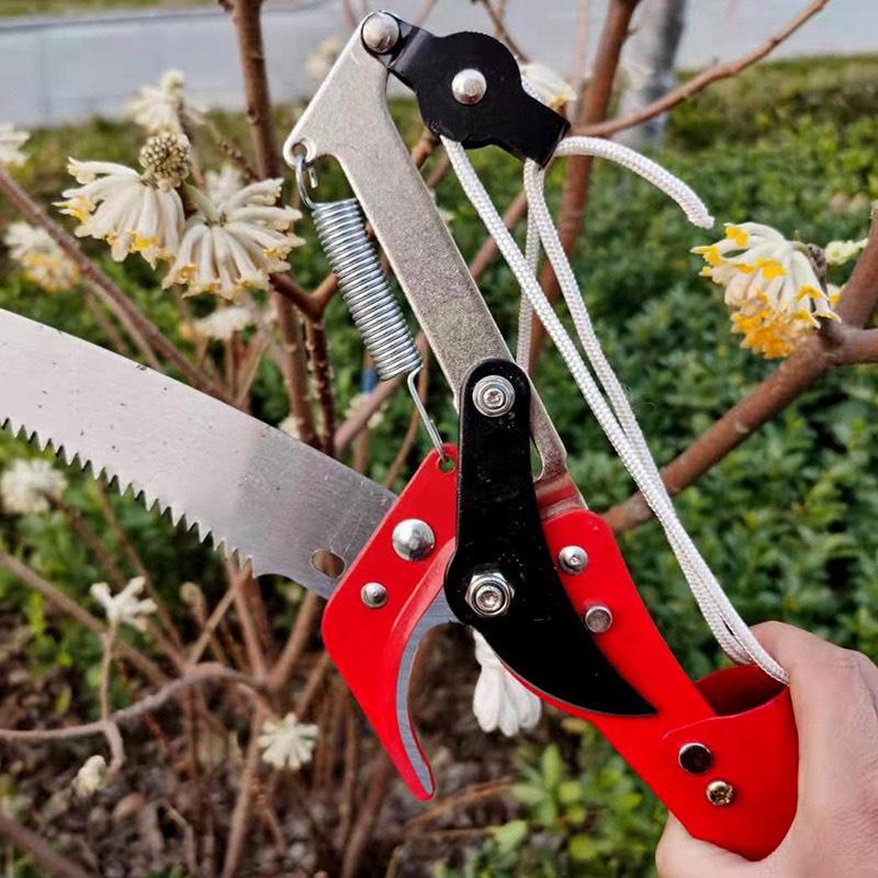 Kéo hái quả cắt cành cao giữ luôn quả không bị rơi