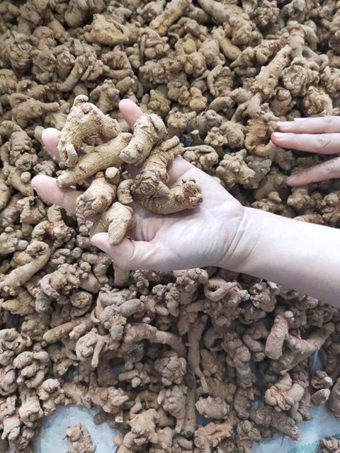 Củ tam thất Bắc 100G củ tam thất khô, thơm, hàng chuẩn Tây Bắc đủ loại-Dược Liệu Quý