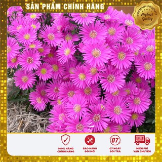 Bộ gói hạt giống Cúc Thạch thảo hồng