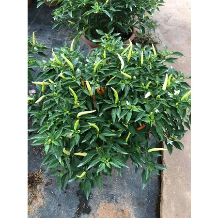 Cây Ớt Chỉ Thiên