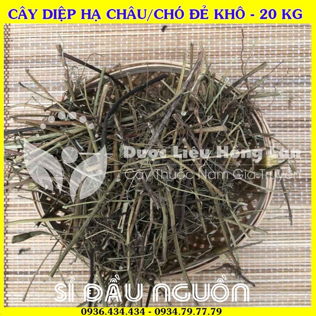 Giá sỉ Cây DIỆP HẠ CHÂU/CHÓ ĐẺ khô đóng gói 20kg - Công Ty Dược Liệu Hồng Lan