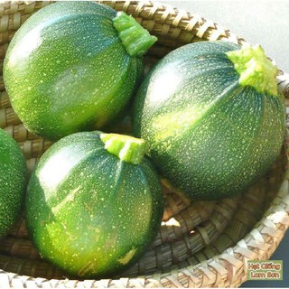 HẠT GIỐNG BÍ NGÒI TRÒN - Siêu Trái, Cực Kỳ Dễ Trồng Tại Nhà.