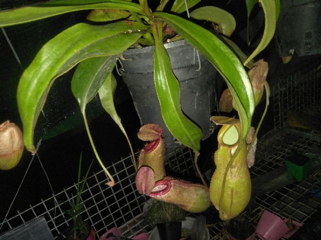 Cây nắp ấm - Nepenthes