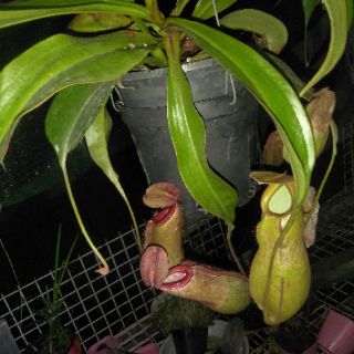 Cây nắp ấm - Nepenthes