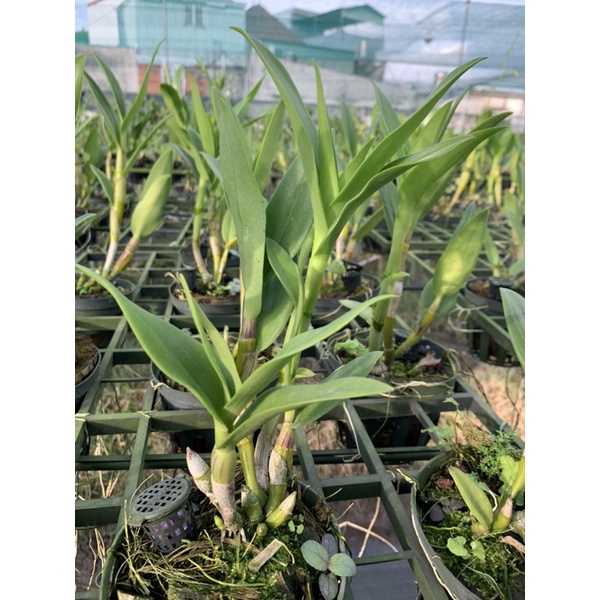 Lan Denro nắng bà liễu xưa