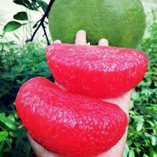 cây giống bưởi ruby