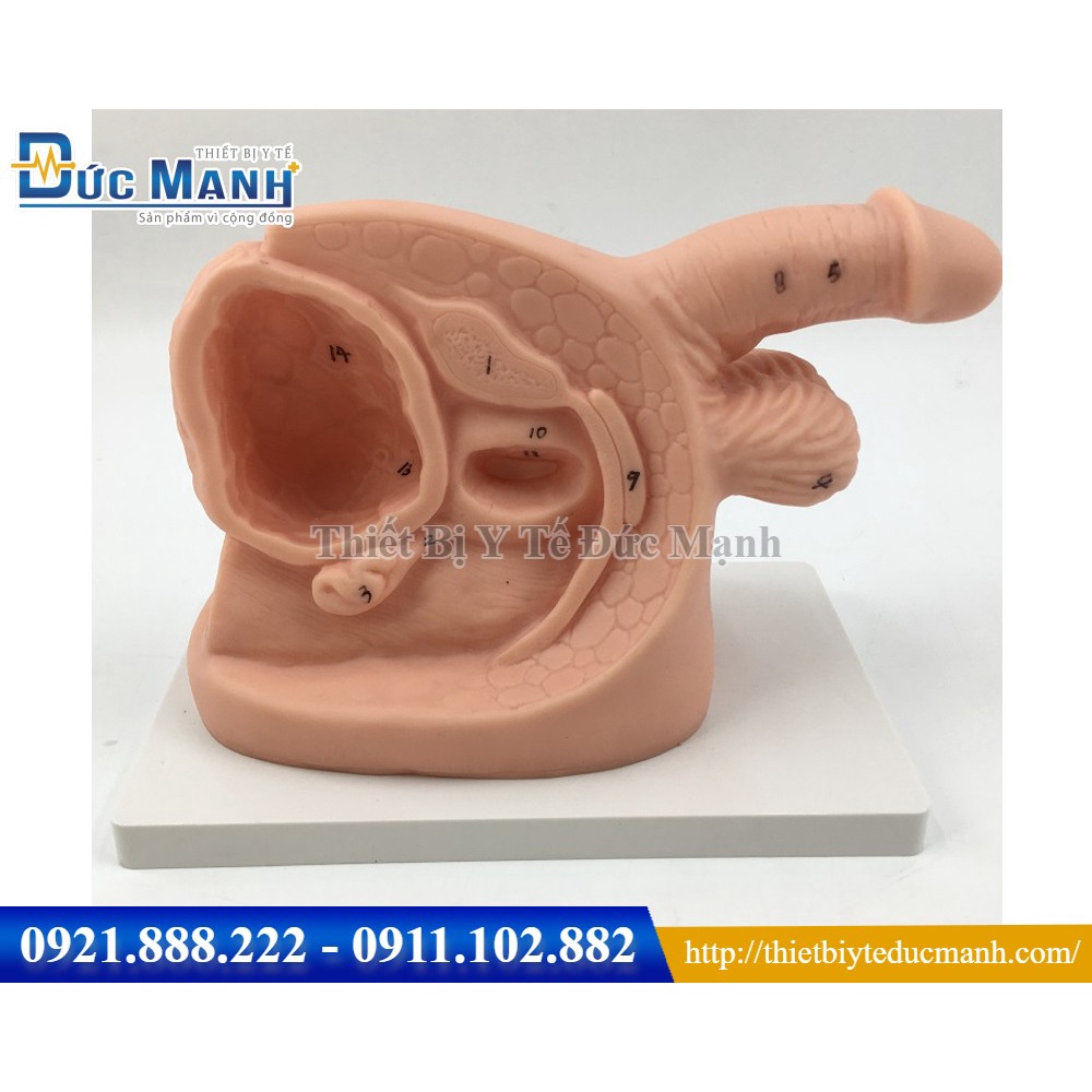 mô hình thực hành đặt thông tiểu nam