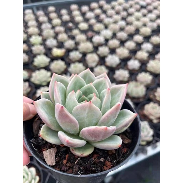 SEN ĐÁ PHA LÊ CHỈ 80k