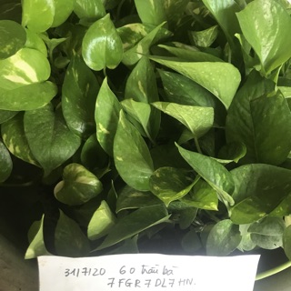 3 Cây trầu bà